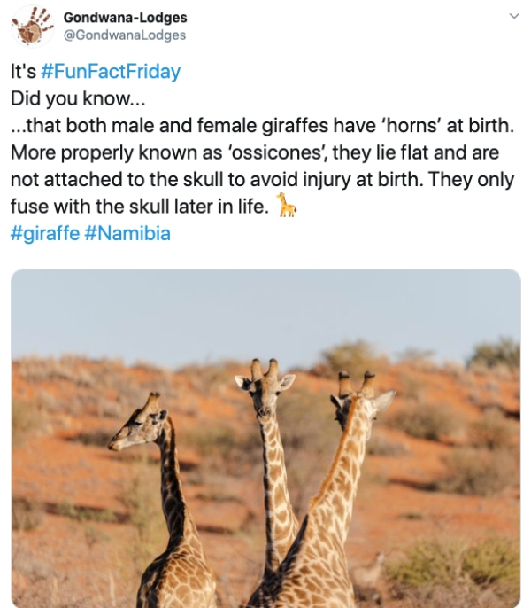 giraffe - GondwanaLodges It's Did you know... ...that both male and female giraffes have 'horns' at birth. More properly known as 'ossicones', they lie flat and are not attached to the skull to avoid injury at birth. They only fuse with the skull later in