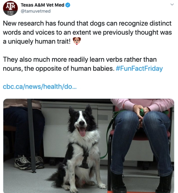 dog - Am Texas A&M Vet Med New research has found that dogs can recognize distinct words and voices to an extent we previously thought was a uniquely human trait! They also much more readily learn verbs rather than nouns, the opposite of human babies.…