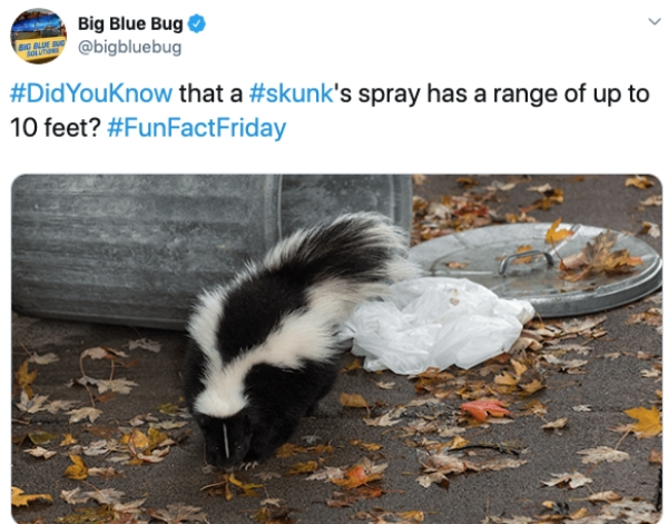 skunk in trash can - Big Blue Bug that a 's spray has a range of up to 10 feet?