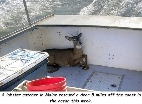 lobsterman rescues deer trapped in water off maine coast - A lobster catcher in Maine rescued a deer 5 miles off the coast in the ocean this week.