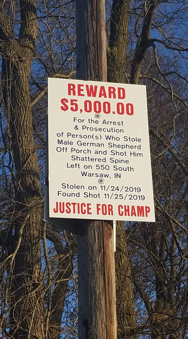 nature - Reward $5,000.00 For the Arrest & Prosecution of Persons Who Stole Male German Shepherd Off Porch and Shot Him Shattered Spine Left on 550 South Warsaw, In Stolen on 11242019 Found Shot 11252019 Justice For Champ