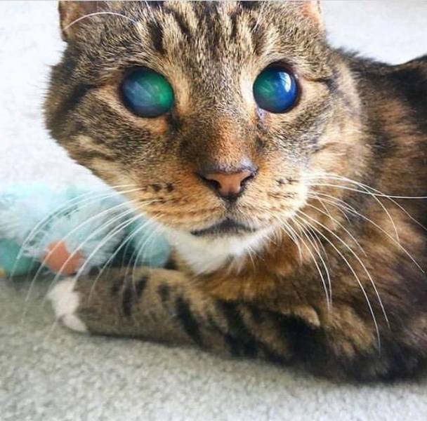 blind cat eyes