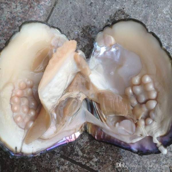 pearl oysters - DHgate.com cheap