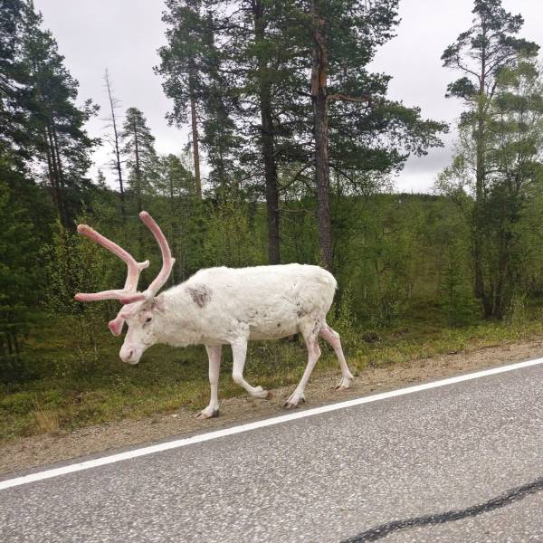 This albino reindeer I saw while travelling in Finnish Lapland.