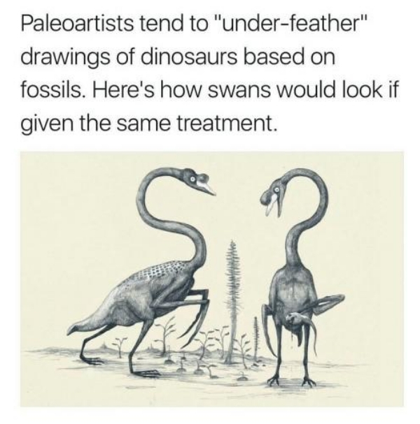 all yesterdays unique and speculative views of dinosaurs and other prehistoric animals - Paleoartists tend to "underfeather" drawings of dinosaurs based on fossils. Here's how swans would look if given the same treatment. Ww