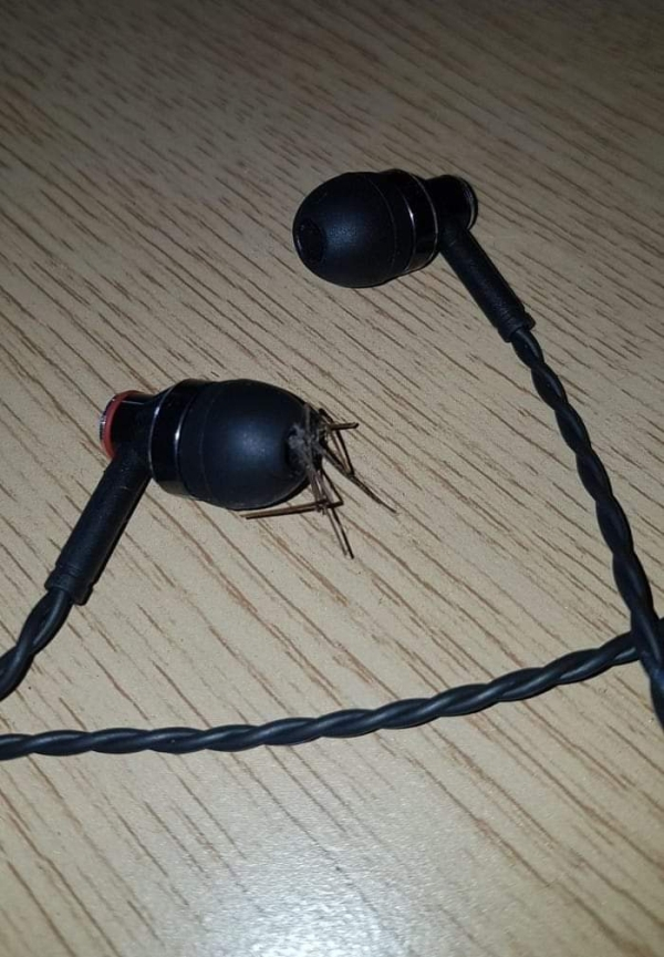 spider in earbuds