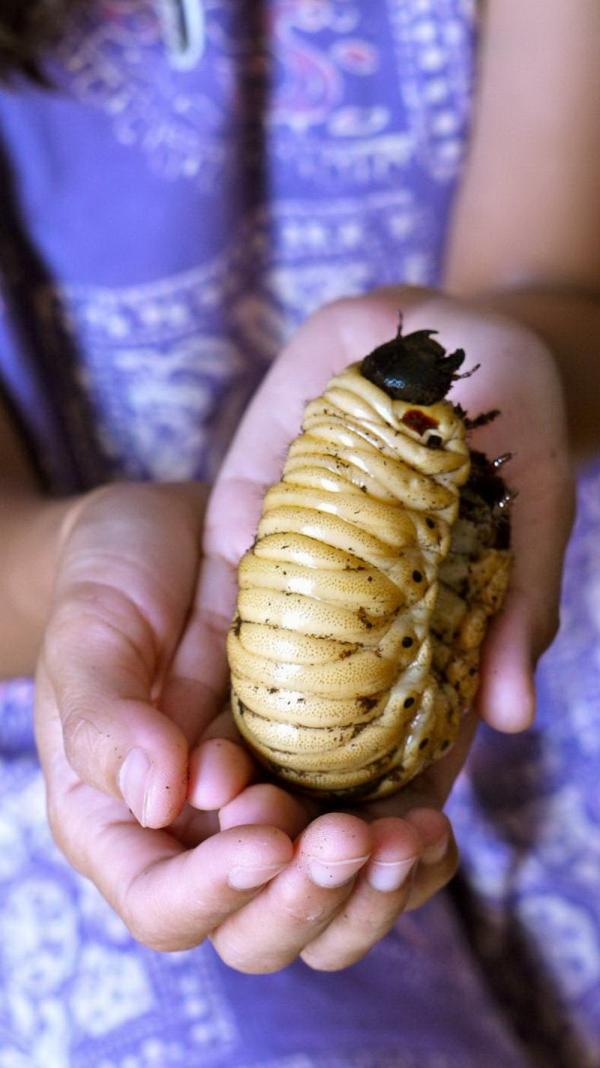 hercules beetle grub