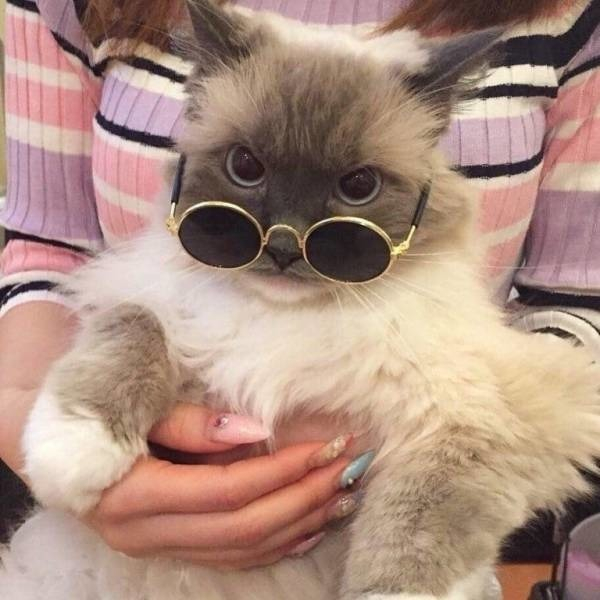 aesthetic cat