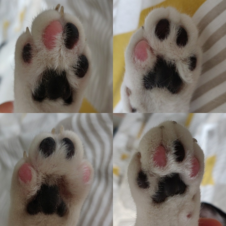 pink and black paw pads cats