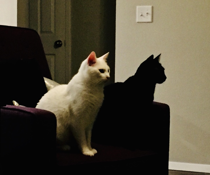 black cat and white cat