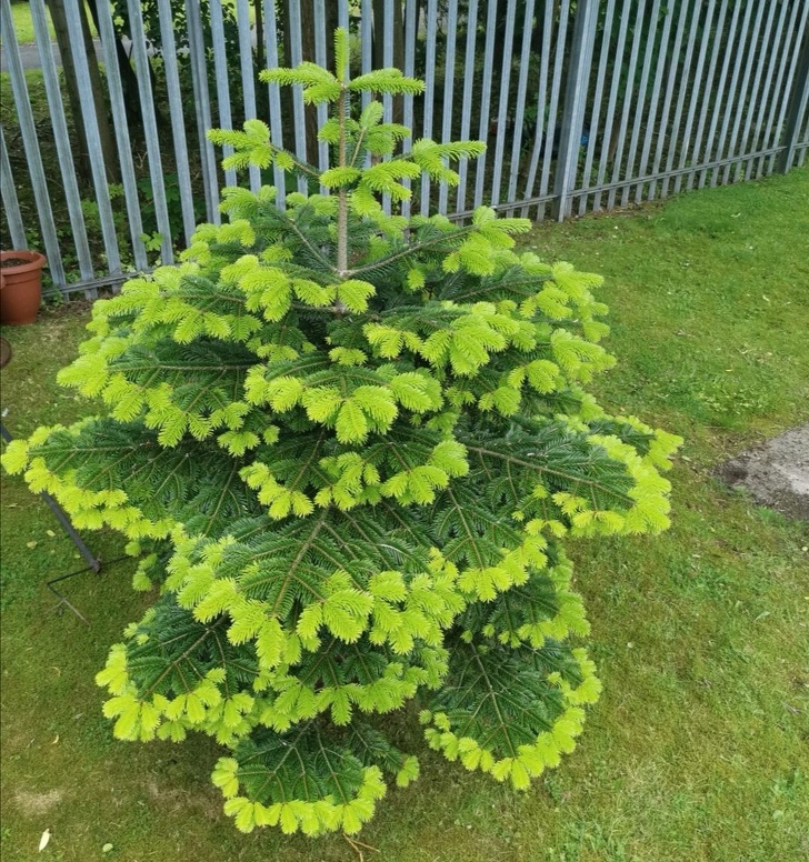 This unusual fir tree