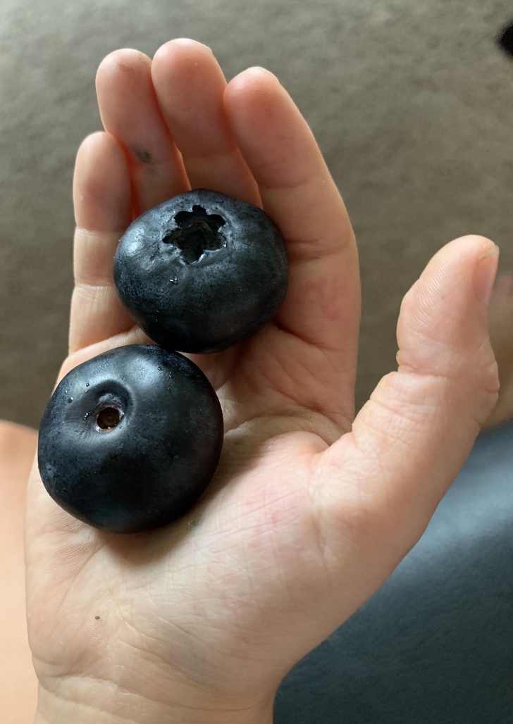 huge blueberries