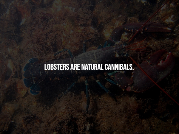 soil - Lobsters Are Natural Cannibals.