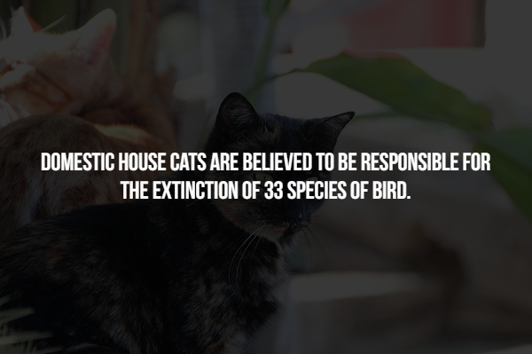 autism - Domestic House Cats Are Believed To Be Responsible For The Extinction Of 33 Species Of Bird.