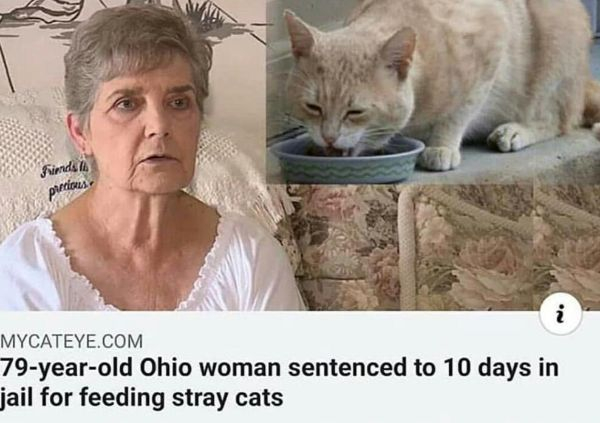 unholy meme - Finds piros Mycateye.Com 79yearold Ohio woman sentenced to 10 days in jail for feeding stray cats