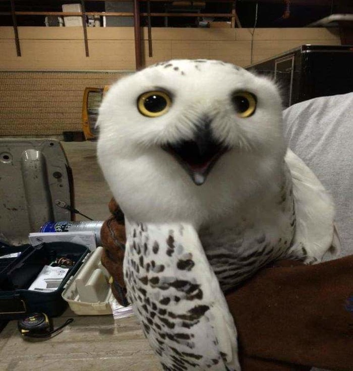 This cutie was found in the airport.