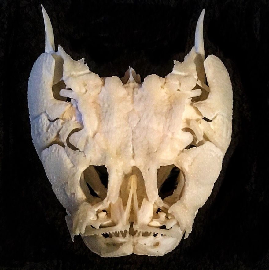 skull