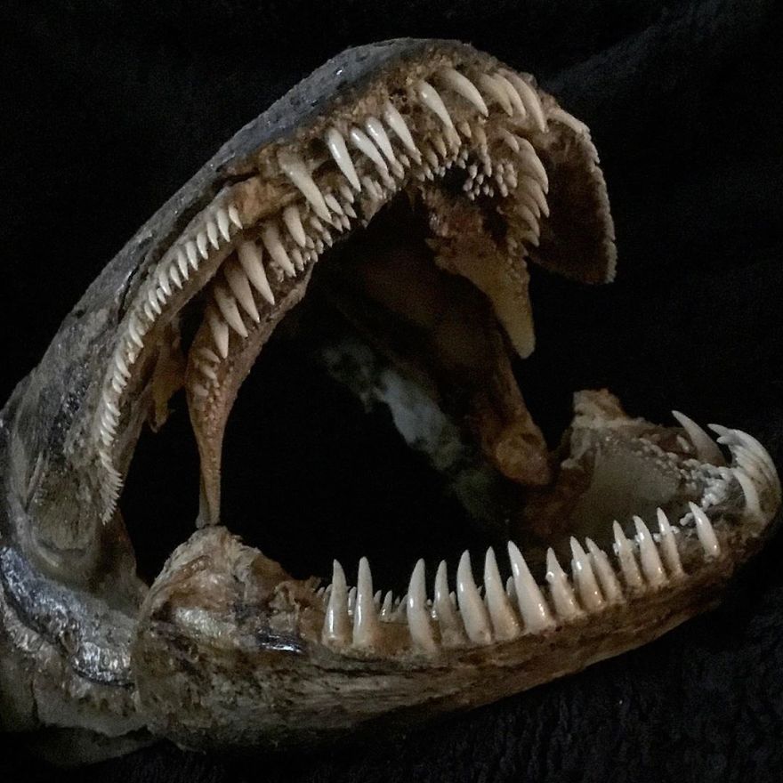 jaw