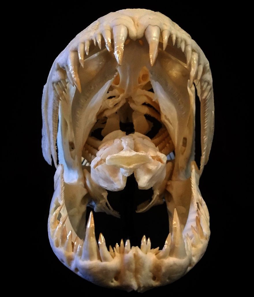 jaw