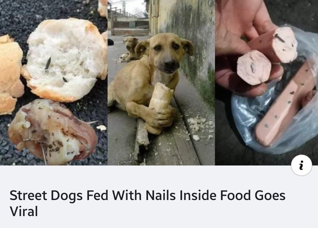 photo caption - Street Dogs Fed With Nails Inside Food Goes Viral