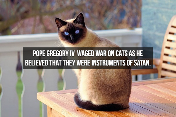 siamese cat - Pope Gregory Iv Waged War On Cats As He Believed That They Were Instruments Of Satan.