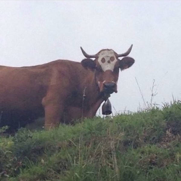 skull cow