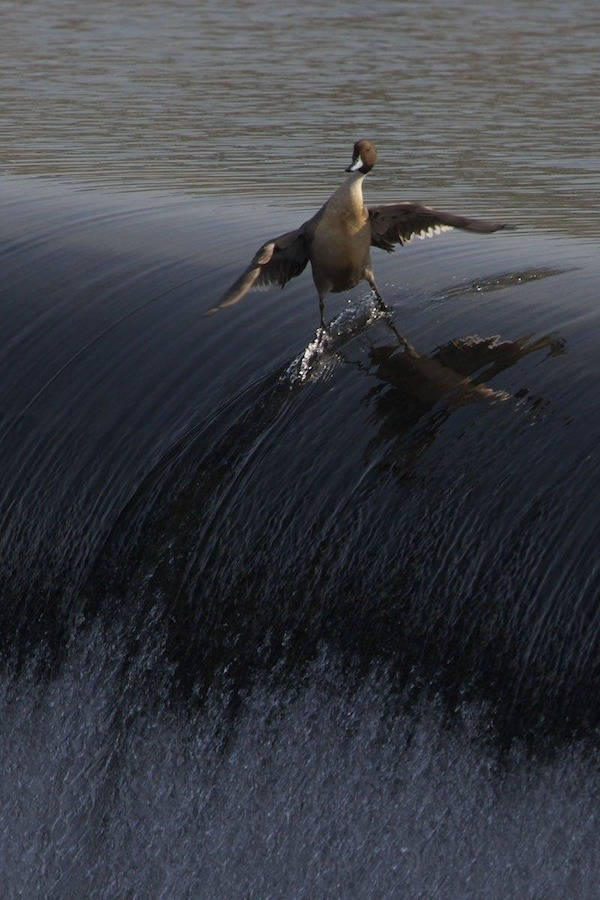 surfing duck