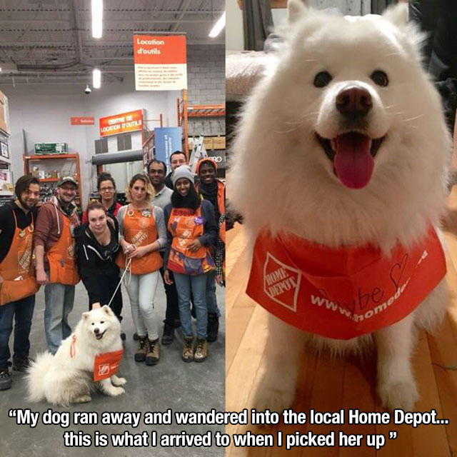 cute animal wholesome memes - Location d'outils Loction Rom Home "My dog ran away and wandered into the local Home Depot... this is what I arrived to when I picked her up"