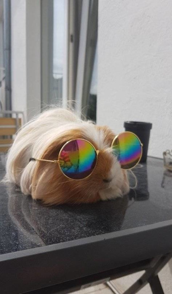 guinea pig with sunglasses