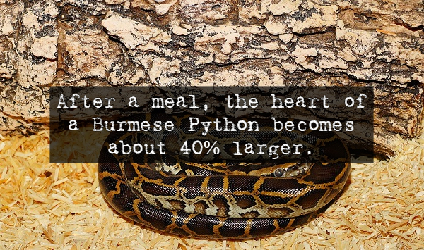 After a meal, the heart of la Burmese Python becomes about 40% larger.