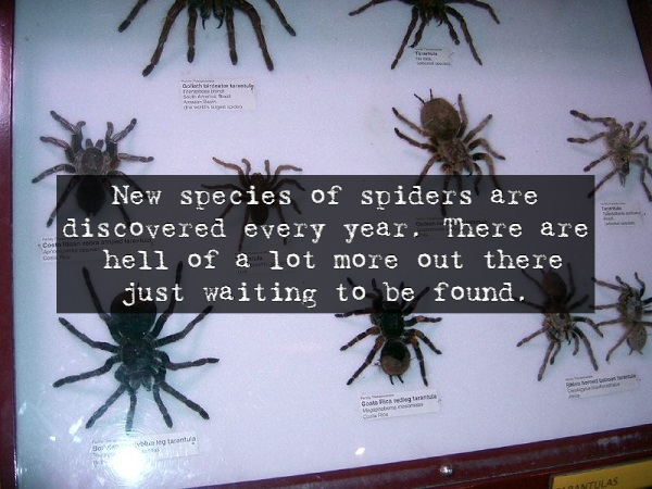 spider - New species of spiders are discovered every year. There are hell of a lot more out there just waiting to be found.