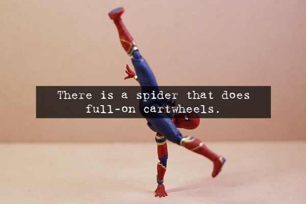 There is a spider that does fullon cartwheels.