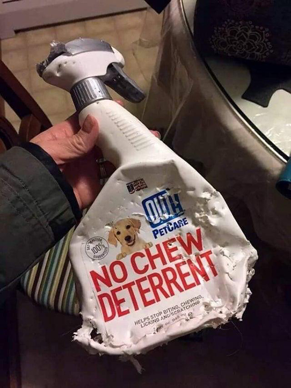 no chew deterrent - Petcare No Chew Deterrent Heles Stop Biting, Chewing, King And Scratchino o ami
