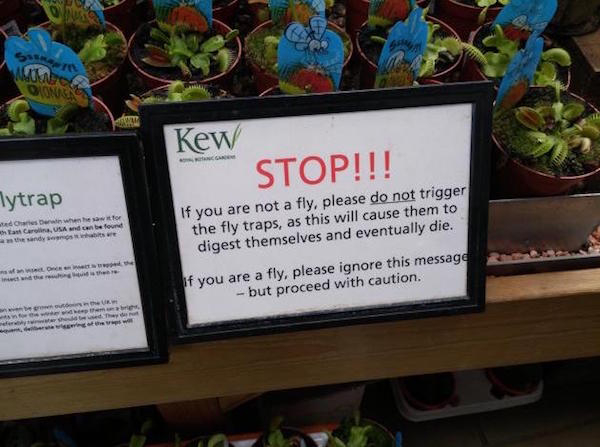 venus fly trap sign - Stop!!! Tytrap Det er for Carolina, Usa and can be found they w ere If you are not a fly, please do not trigger the fly traps, as this will cause them to digest themselves and eventually die. ww if you are a fly, please ignore this m