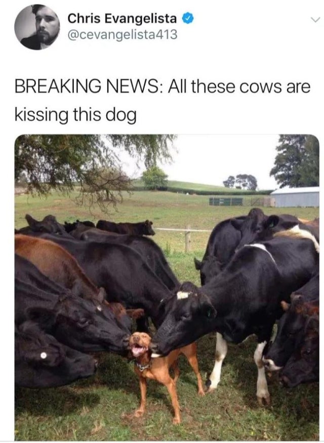 large cute dogs - Chris Evangelista Breaking News All these cows are kissing this dog