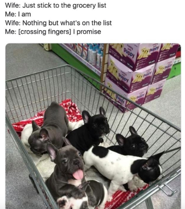 french bulldogs in shopping cart - Wife Just stick to the grocery list Me I am Wife Nothing but what's on the list Me crossing fingers I promise pup
