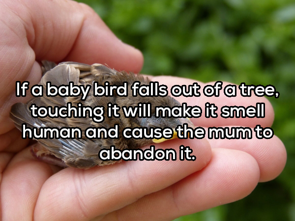 banatero - If a baby bird falls out of a tree, touching it will make it smell human and cause the mumto abandon it.