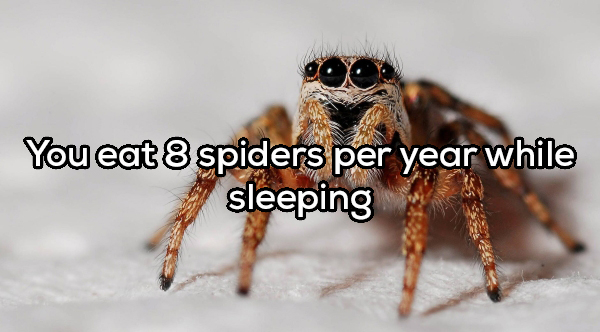 face of a spider - You eat 8 spiders per year while sleeping