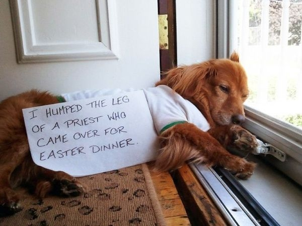 dog shaming - I Humped The Leg Of A Priest Who Came Over For Easter Dinner.