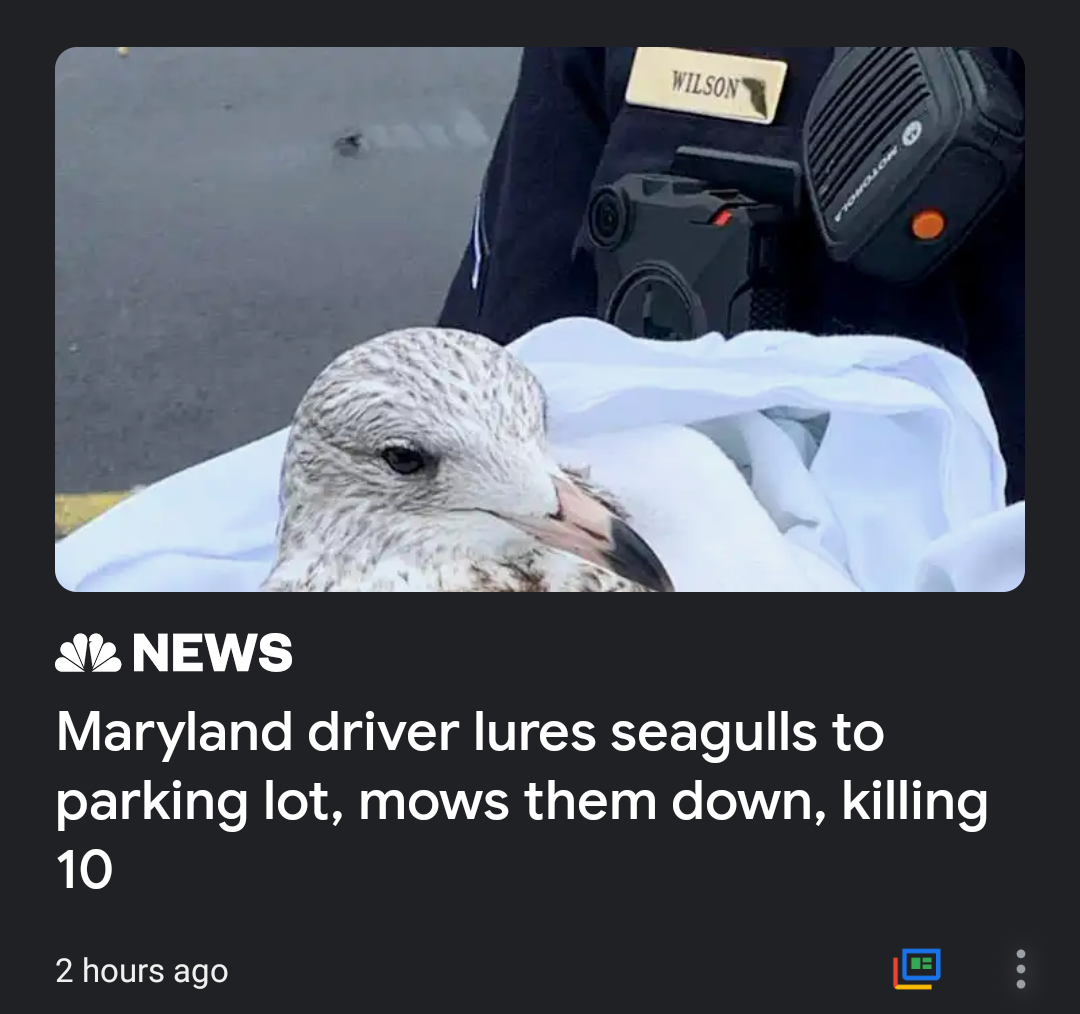 photo caption - Vilson Il News Maryland driver lures seagulls to parking lot, mows them down, killing 10 2 hours ago