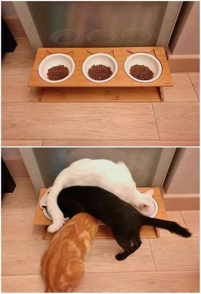 3 cat bowls meme