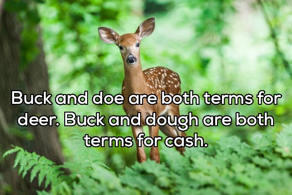 Buck and doe are both terms for deer. Buck and dough are both terms for cash.