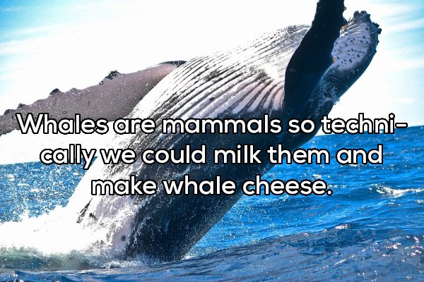 Whales are mammals so techni cally we could milk them and make whale cheese.