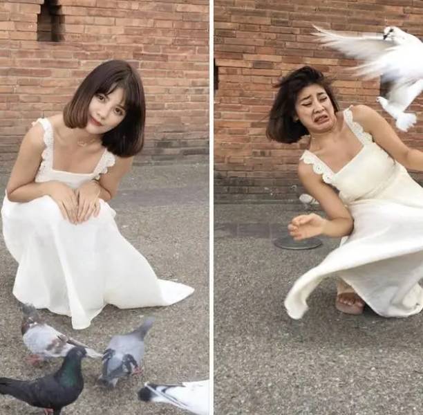 Yes, pigeons are beautiful, sure.