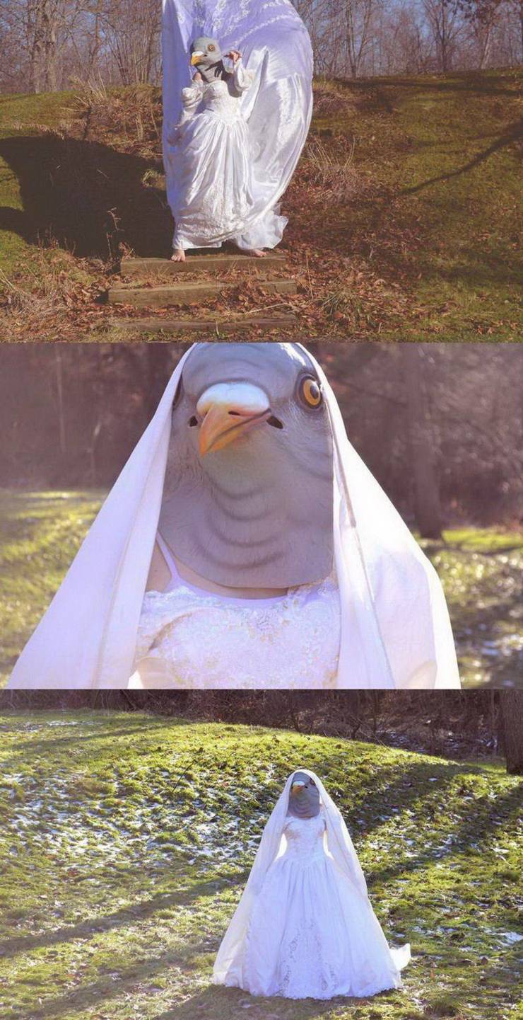 pigeon memes