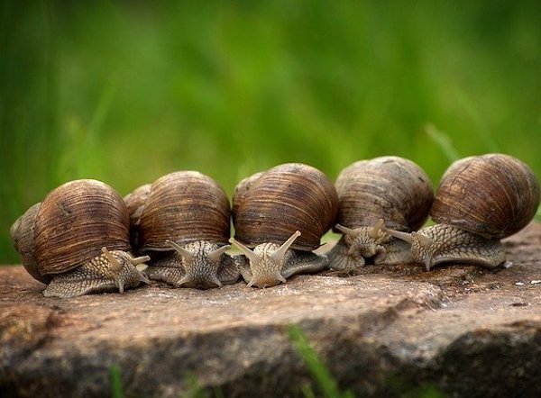 group of snails