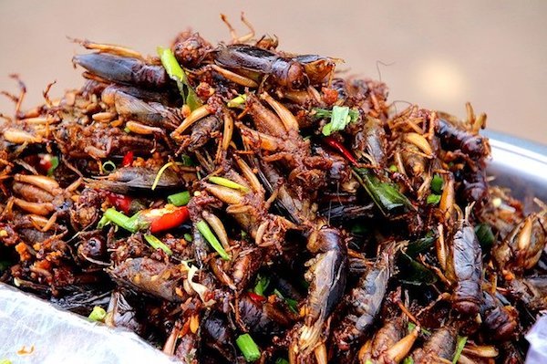 cockroach chili