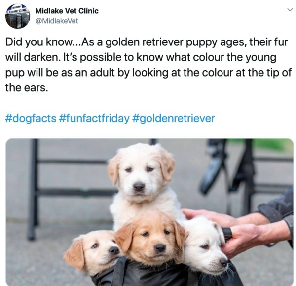 spca golden retriever - Ms Midlake Vet Clinic Did you know...As a golden retriever puppy ages, their fur will darken. It's possible to know what colour the young pup will be as an adult by looking at the colour at the tip of the ears.