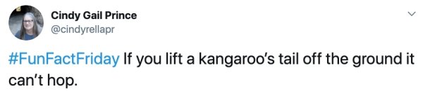 Cindy Gail Prince If you lift a kangaroo's tail off the ground it can't hop.