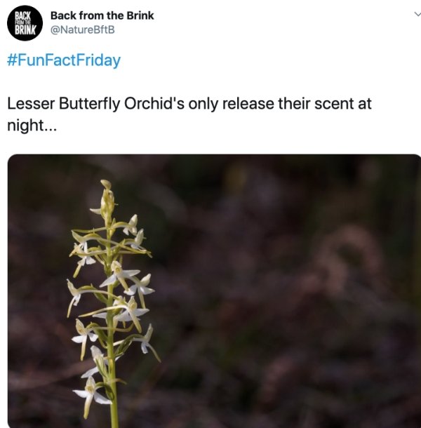 plant stem - Back from the Brink Lesser Butterfly Orchid's only release their scent at night...